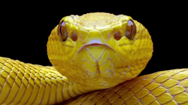 Yellow-pit-viper-snake