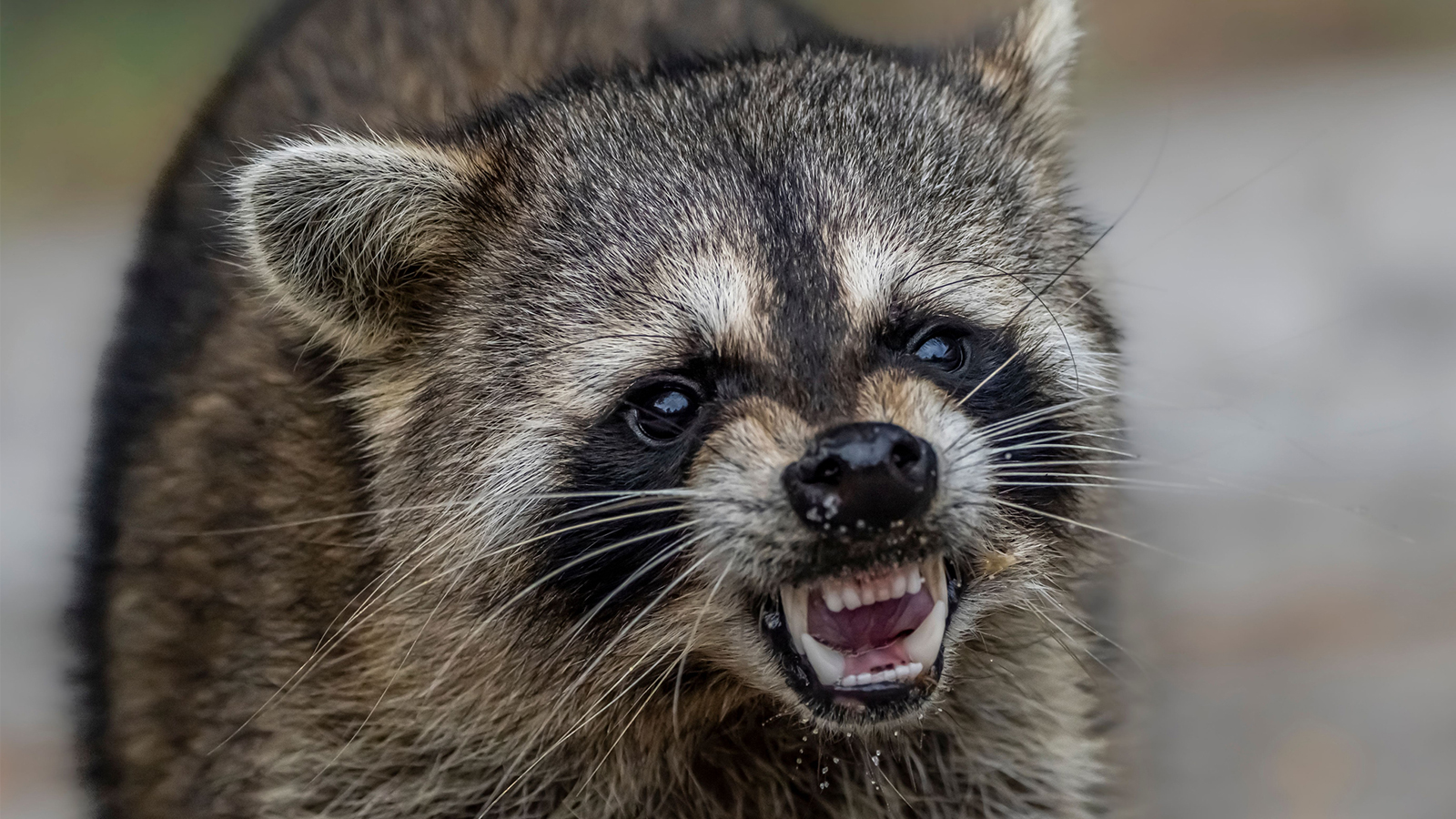 Raccoon Falls Through Ceiling And Bites Diner At Wisconsin Eatery