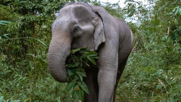 Elephant Raids Shelves For Snacks After Invading Grocery Store In Thailand (Video)