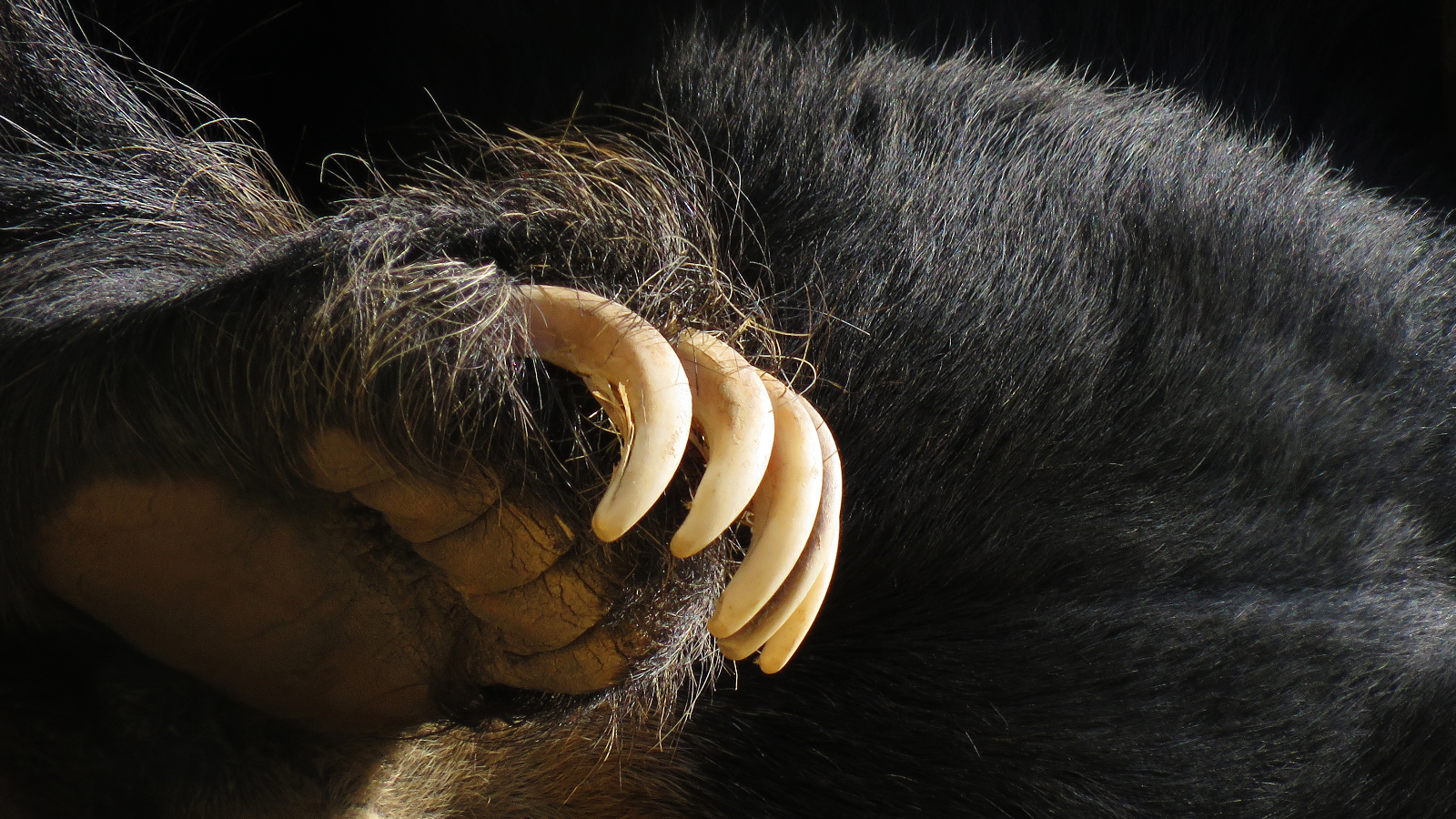 black bear paw close up