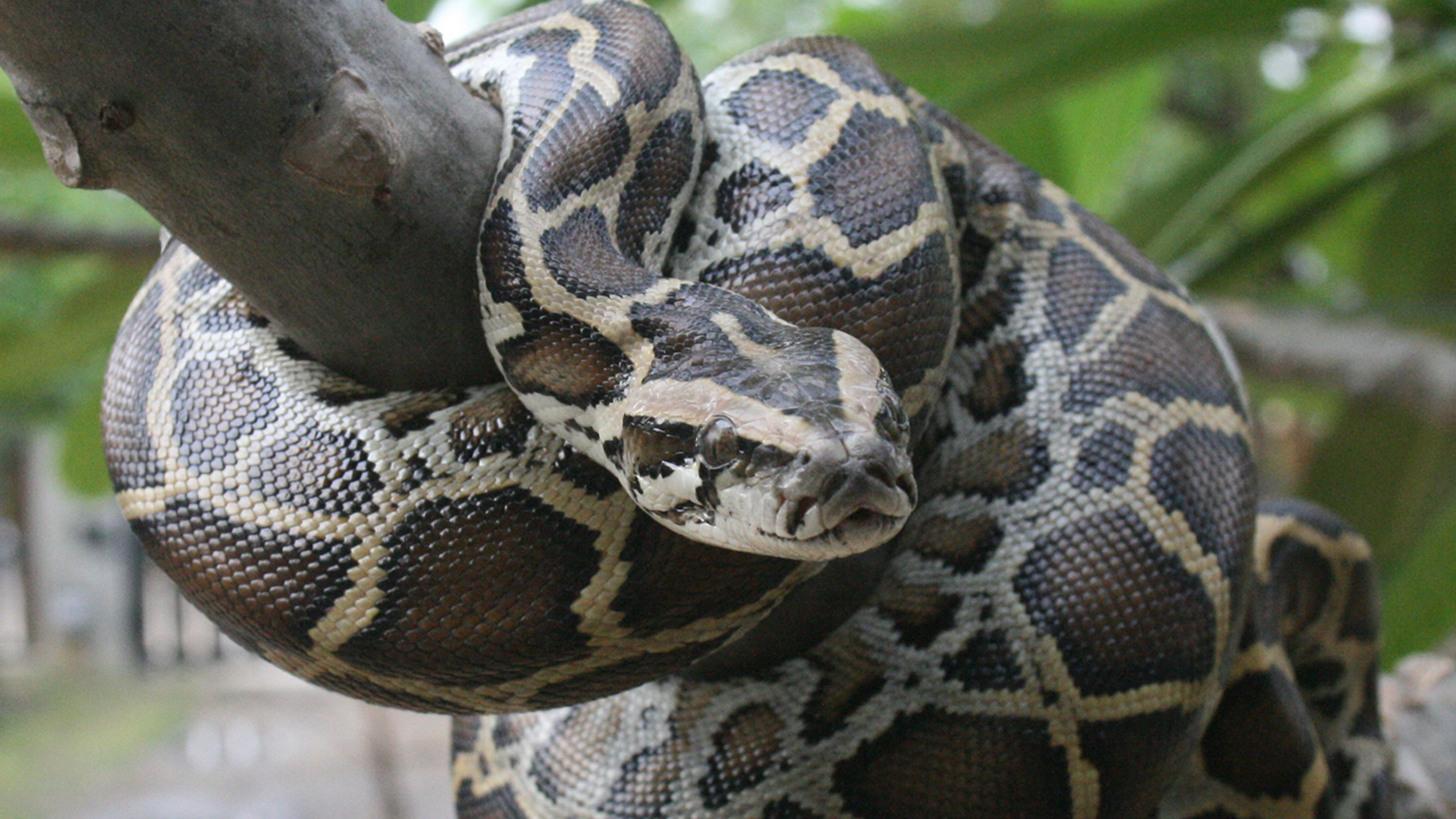 Florida Snake Hunters Catch 6,300 Pounds Of Burmese Pythons