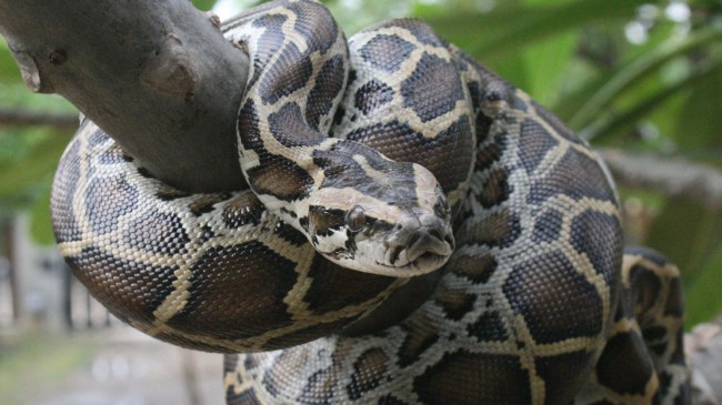 Florida Snake Hunters Catch 6,300 Pounds Of Burmese Pythons