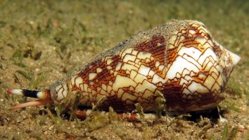 TikToker Has Brush With Death After Picking Up Pretty Seashell Home To Venomous Snail That Can Kill A Human