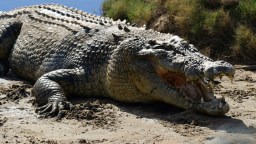 Crocodile Cannibalism Caught On Camera As Massive Croc Lays Waste To Crocs