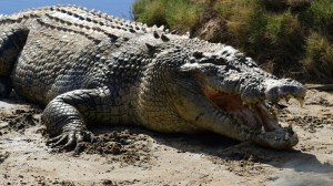 enormous saltwater crocodile near East Timor