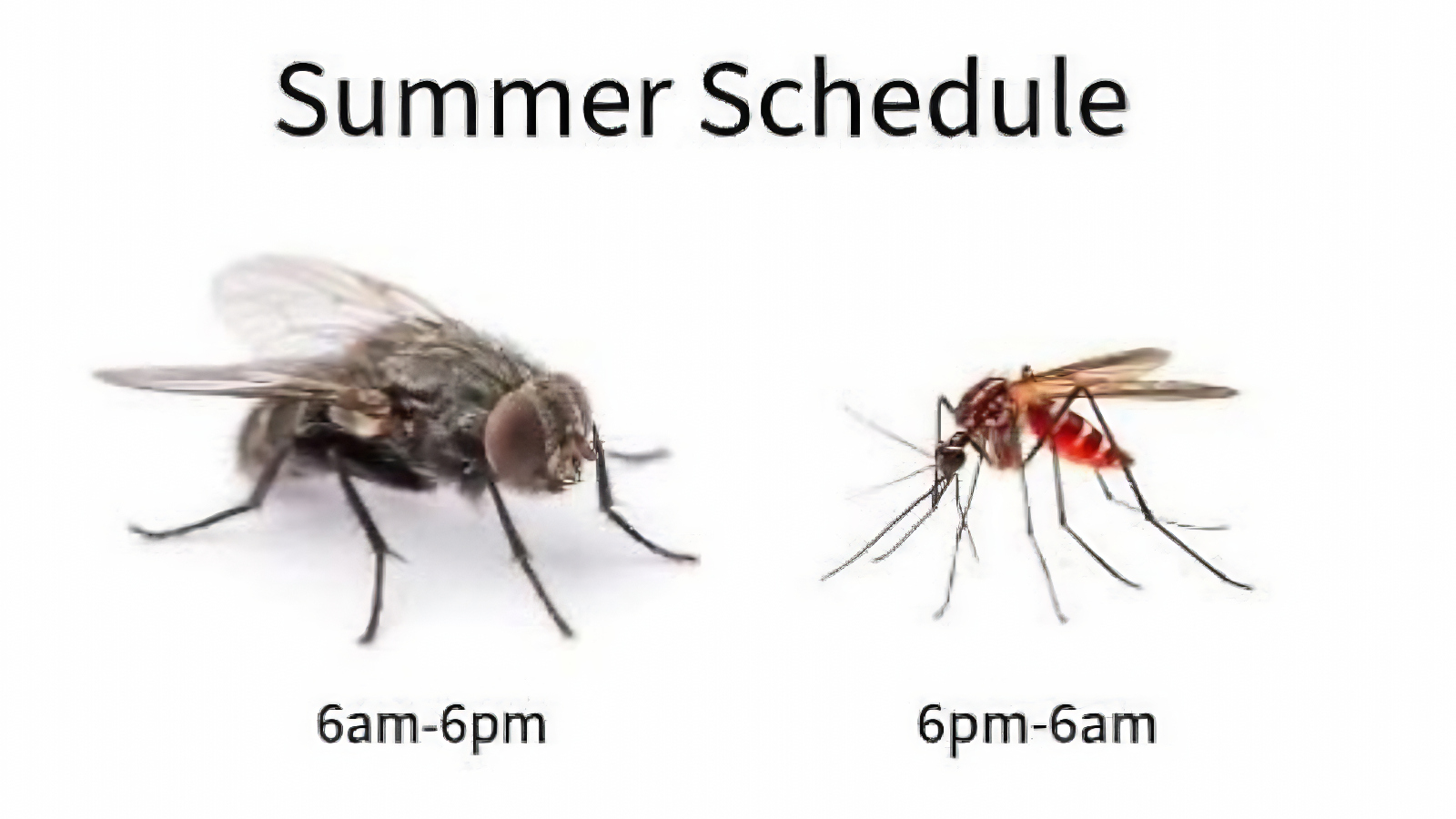 summer meme about flies and mosquitoes