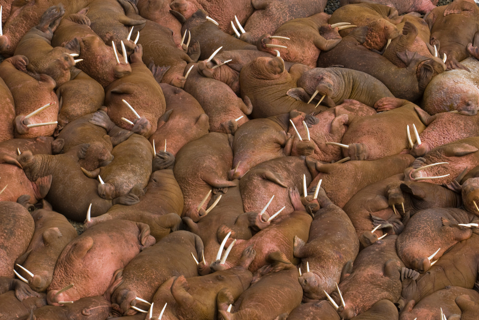 pile of walruses