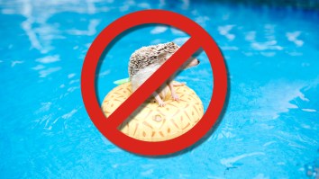 16 Weird Animal Laws That Still Exist In America Today