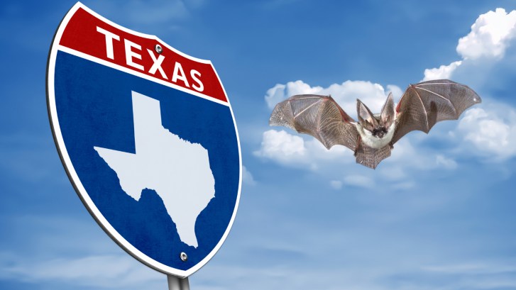black bat next to Texas road sign