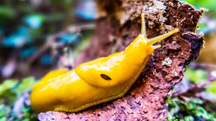 California banana slug UC Santa Cruz mascot