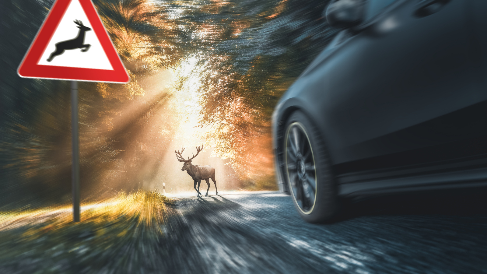 deer stuck in headlights