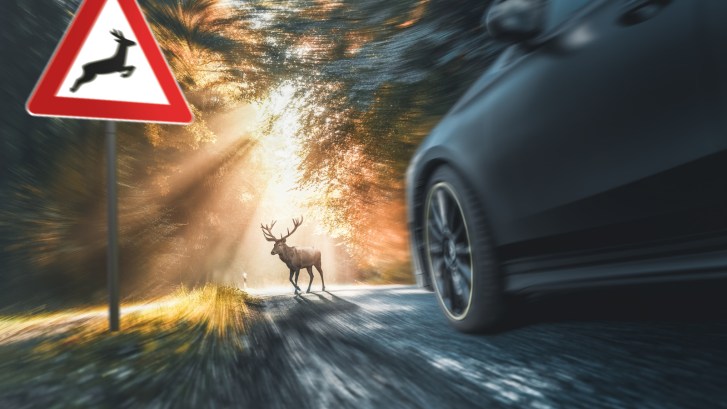 deer stuck in headlights