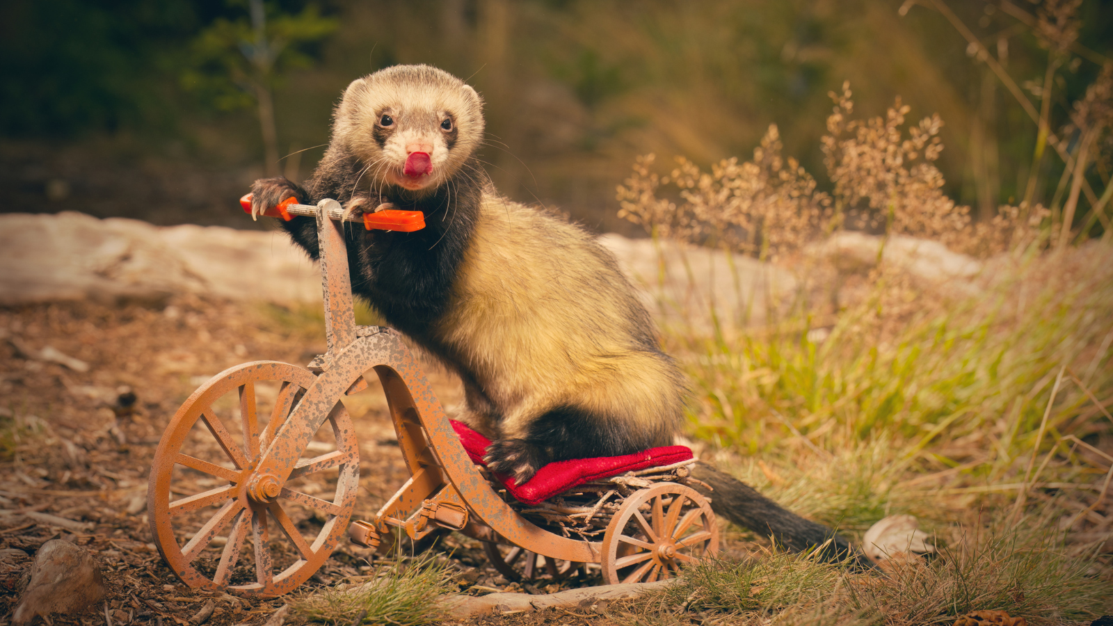 pet ferret riding a tricycle