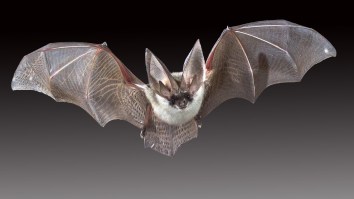 20 Never-Before-Seen Viruses Discovered In Bats In China