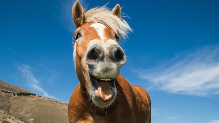 funny male horse laughing in Ohio