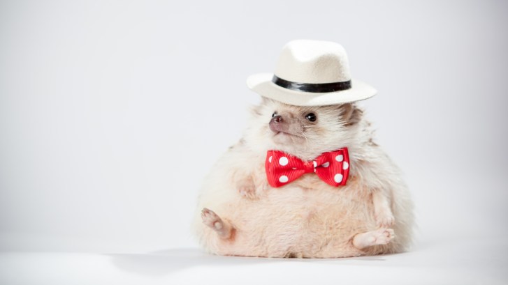 adorable hedgehog wearing a bowtie
