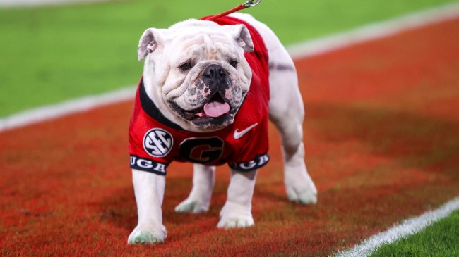 UGA Bulldog mascot