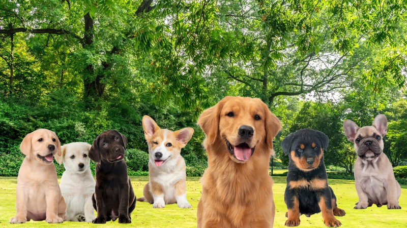 The 17 Most Popular Dog Breeds In America Ranked On Vibes