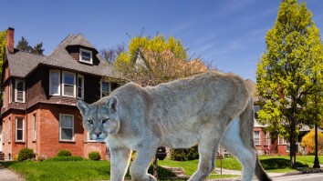 Mountain Lion Sighting In New York Neighborhood Produces All-Time Resident Interview
