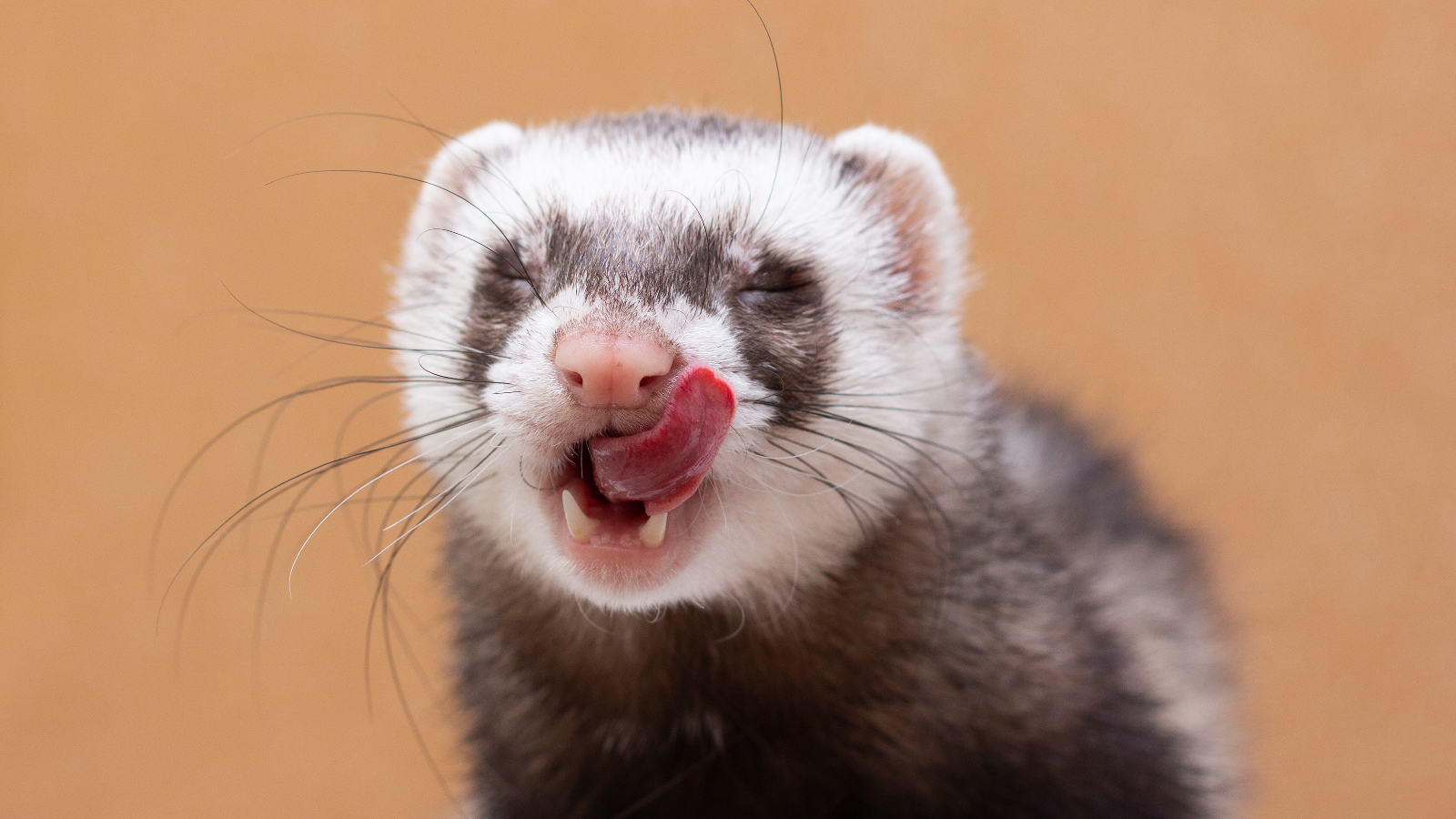 cute funny pet ferret