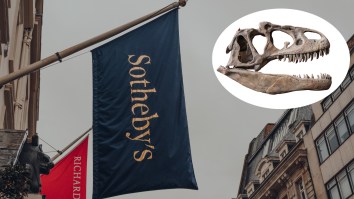Watch As A Pristine 150 Million-Year-Old Dinosaur Skeleton Sells For $30.5 Million At Auction