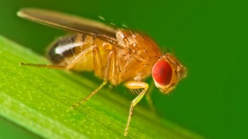 Harvard Scientists Turned Flies Into Human-Controllable ‘Living Microrobots’