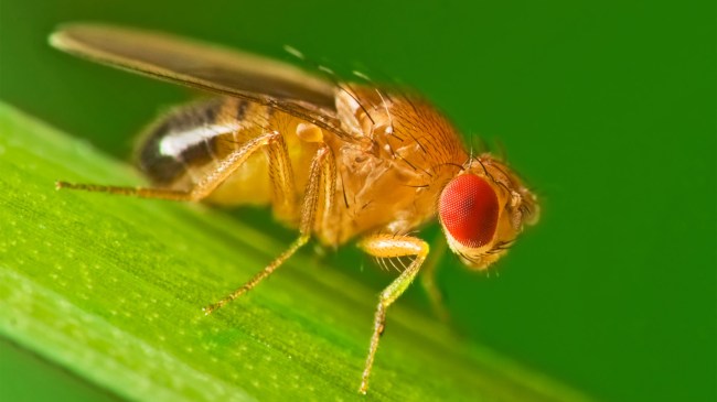 Male-fruit-fly-on-a-blade-of-grass