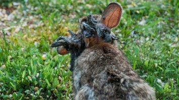 Mutant Rabbits With Horns And Tentacles Are Scaring The Heck Out Of Colorado Residents
