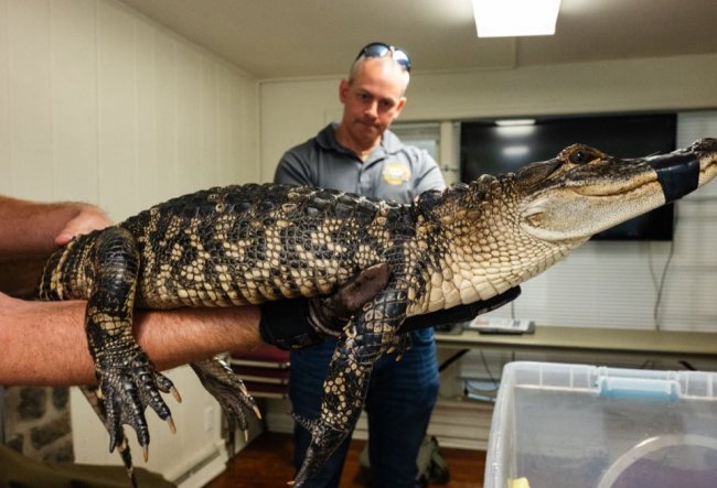 Philadelphia Alligator