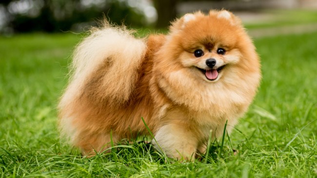 pomeranian