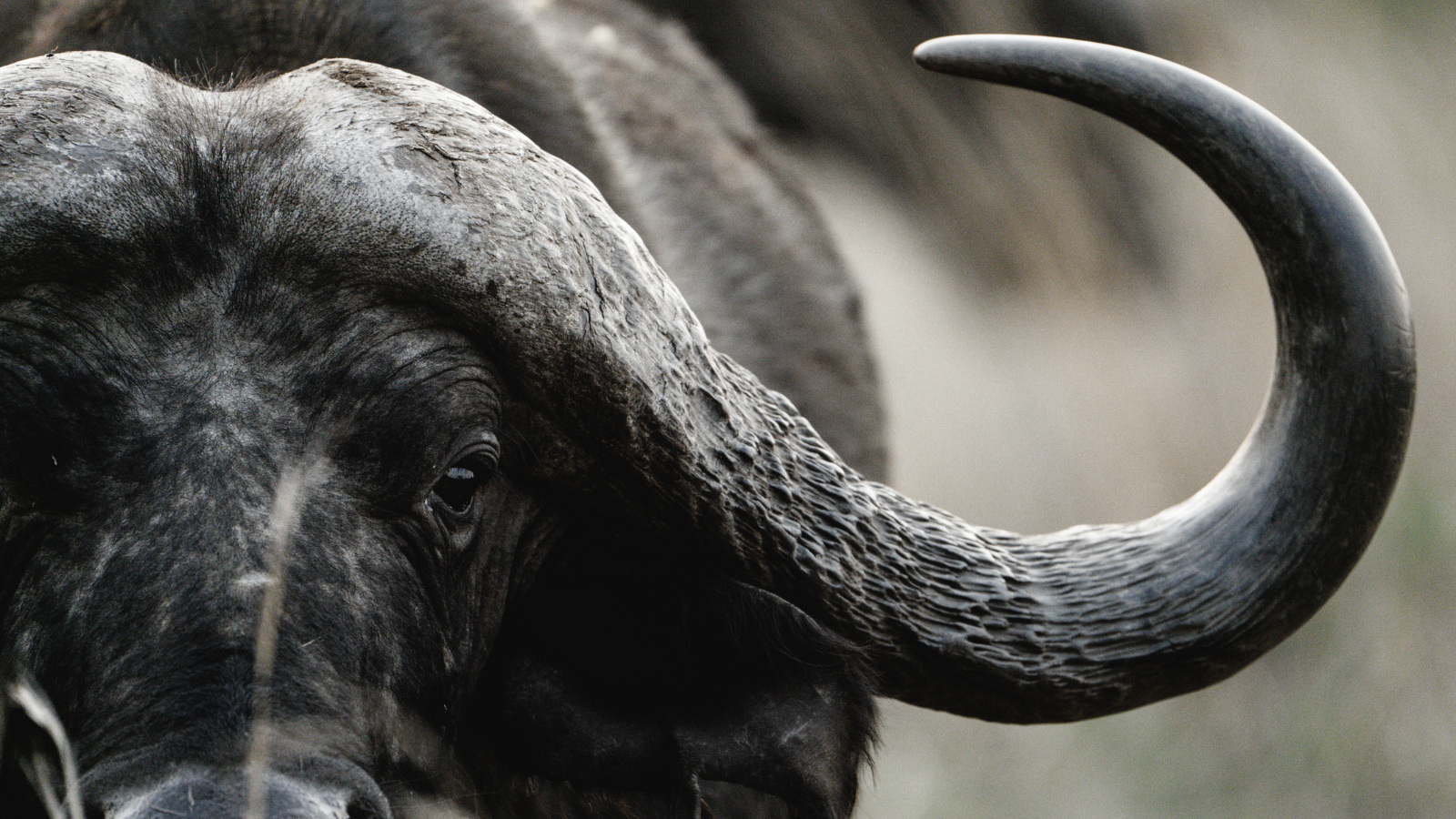 African Cape Buffalo close up