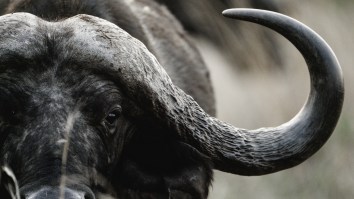 Texas Millionaire Killed By 2,000-Pound Cape Buffalo During Trophy Hunt Becomes Object Of Ridicule. But Is It Deserved?