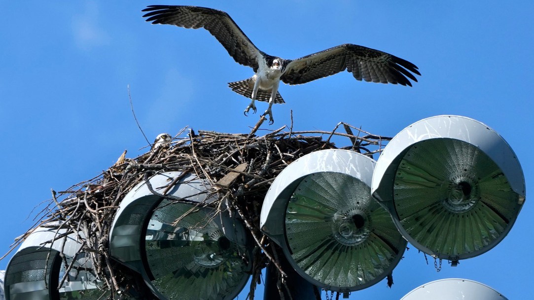 Apple Valley High School Football Osprey Bird Lights Law