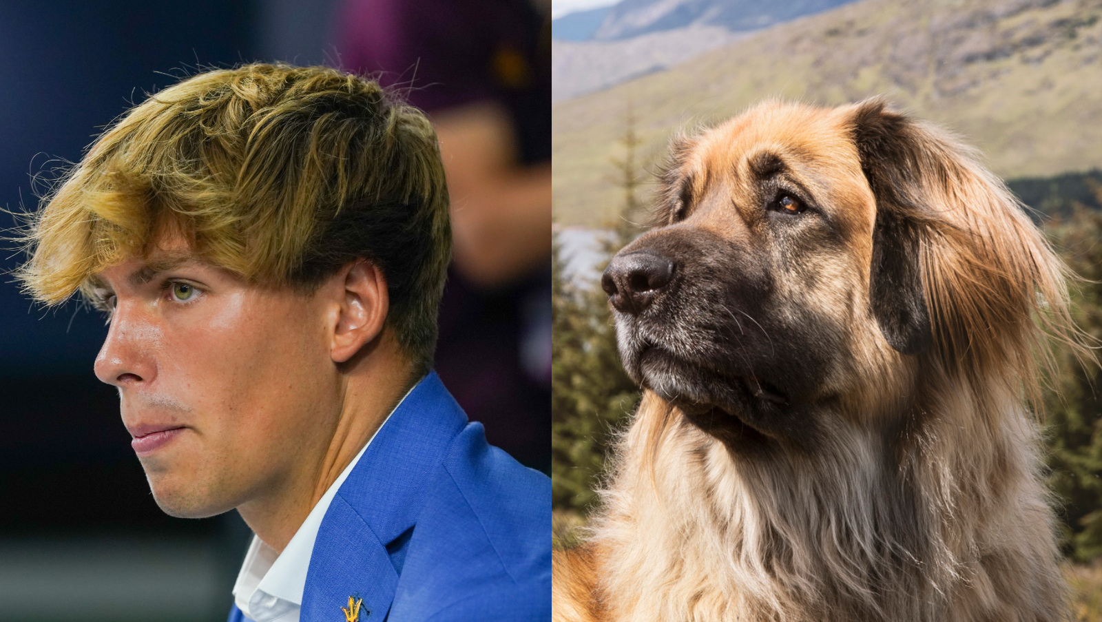 Arizona State quarterback Sam Leavitt looks like a Leonberger