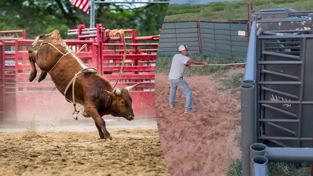 Bucking Bull Bushwacker Viral TikTok Video