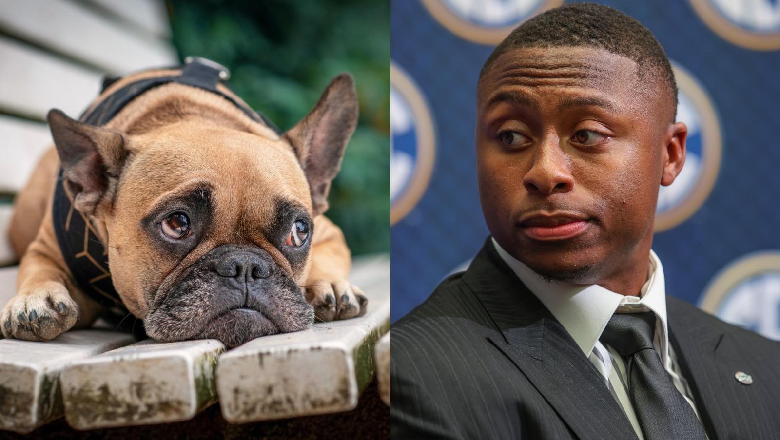 Florida Gators Q DJ Lagway looks like a french bulldog