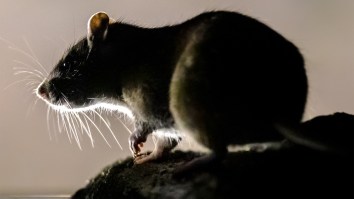 Giant Rat The Size Of A Small Dog Captured, ‘And It’s Not A One-Off’