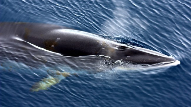 minke whale