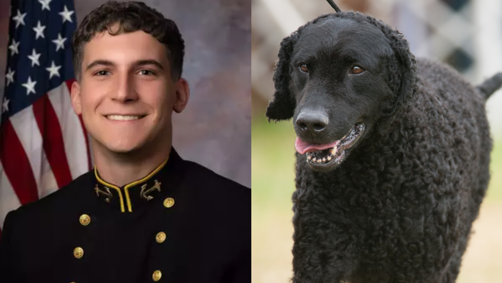 Navy QB Blake Horvath looks like a curly coated retriever