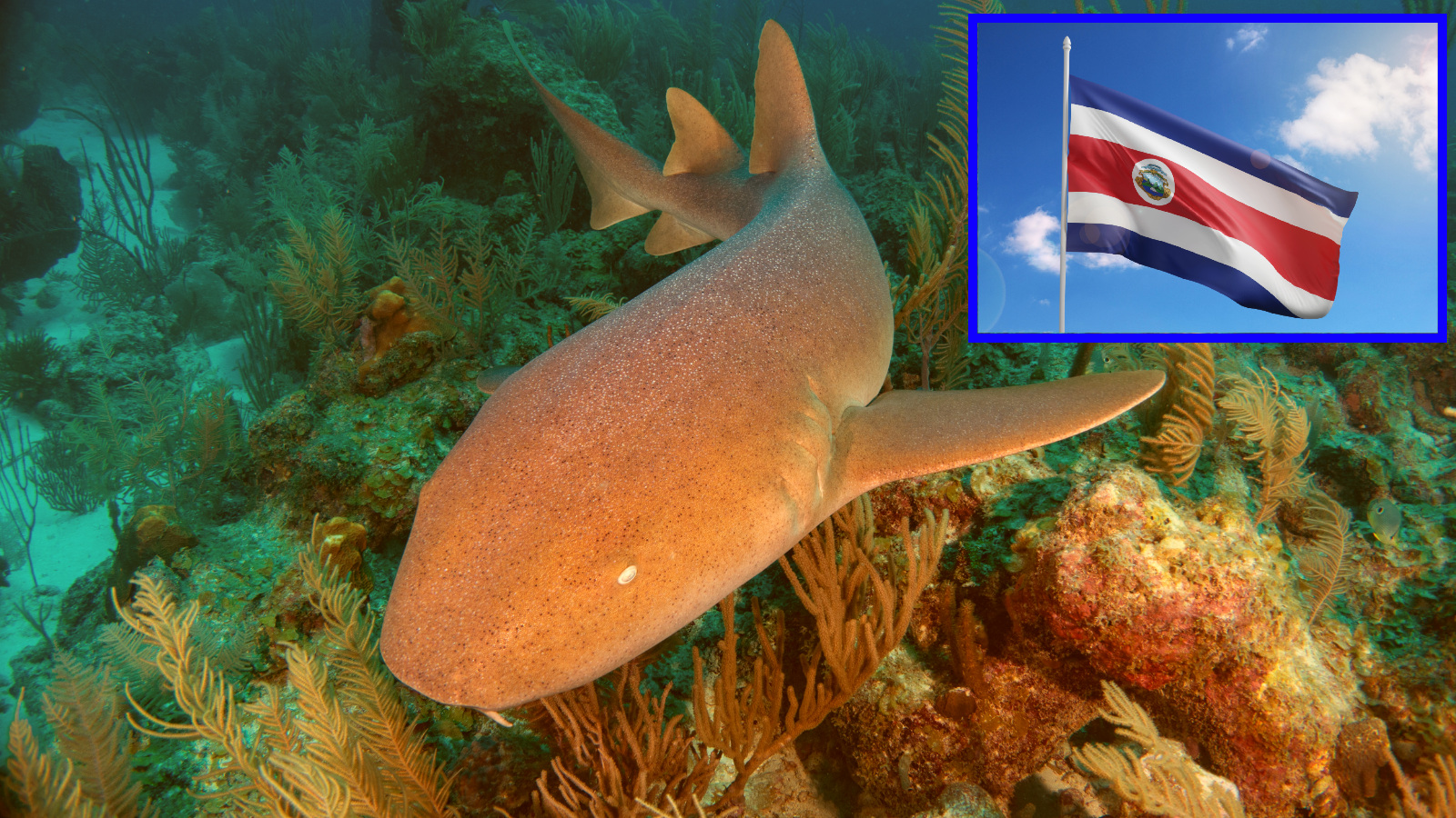 bright orange nurse shark first of its kind caught in Costa Rica