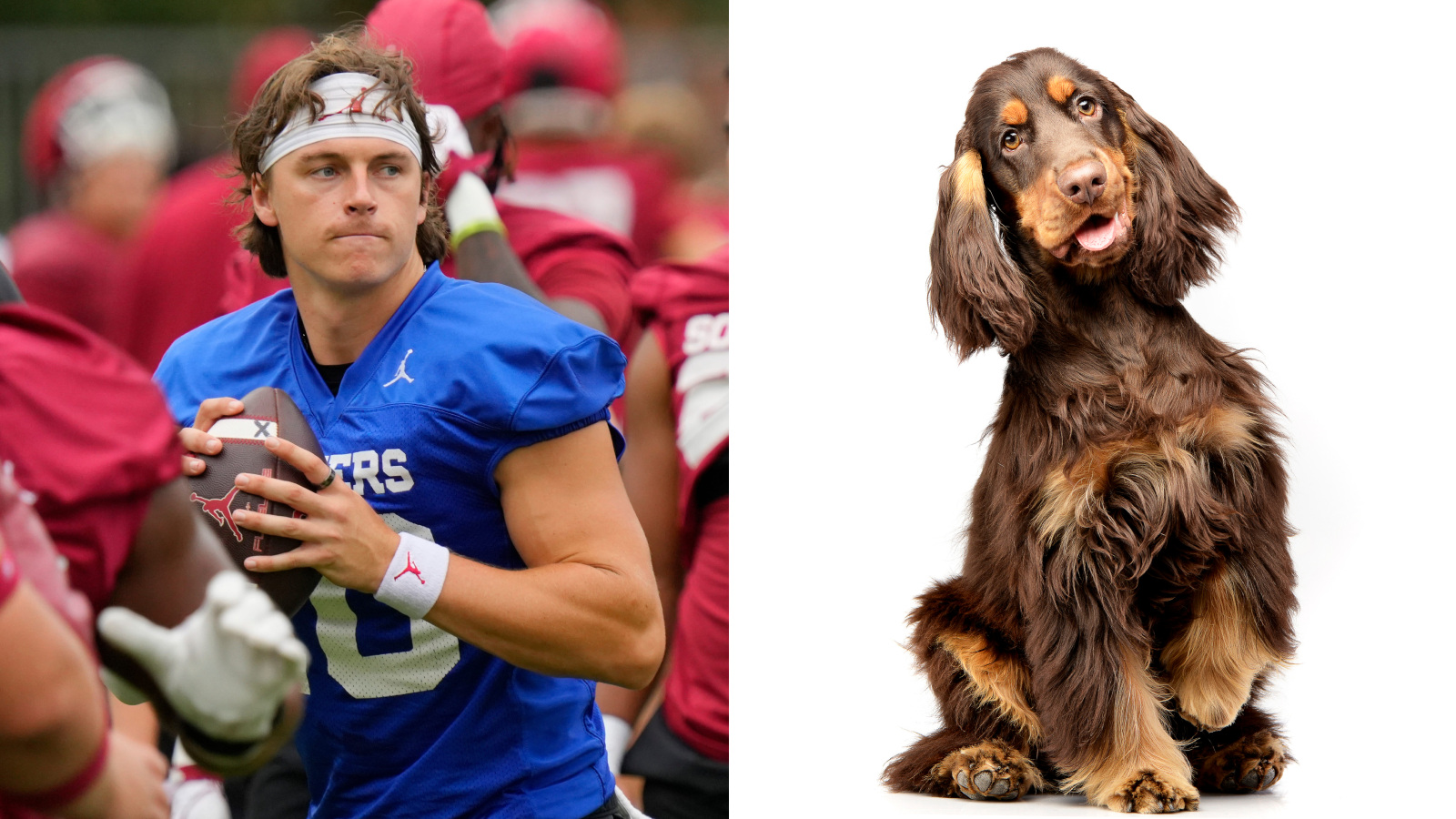 Oklahoma Sooners quarterback John Mateer looks like a Cocker Spaniel dog