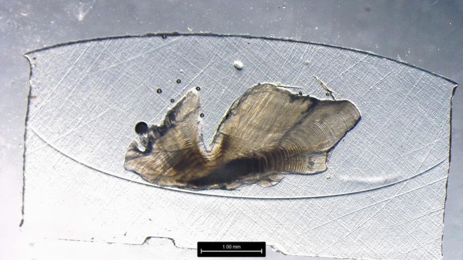 oldest lake trout ever Mary Katherine caught on Lake Superior