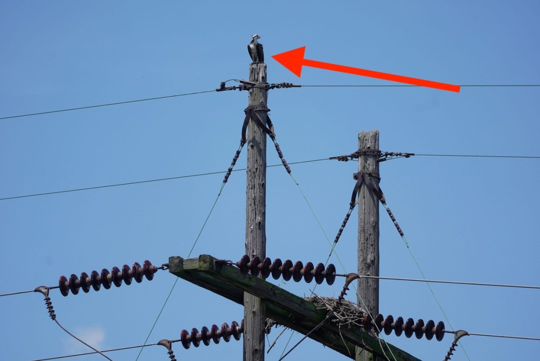 Apple Valley High School Minnesota Osprey