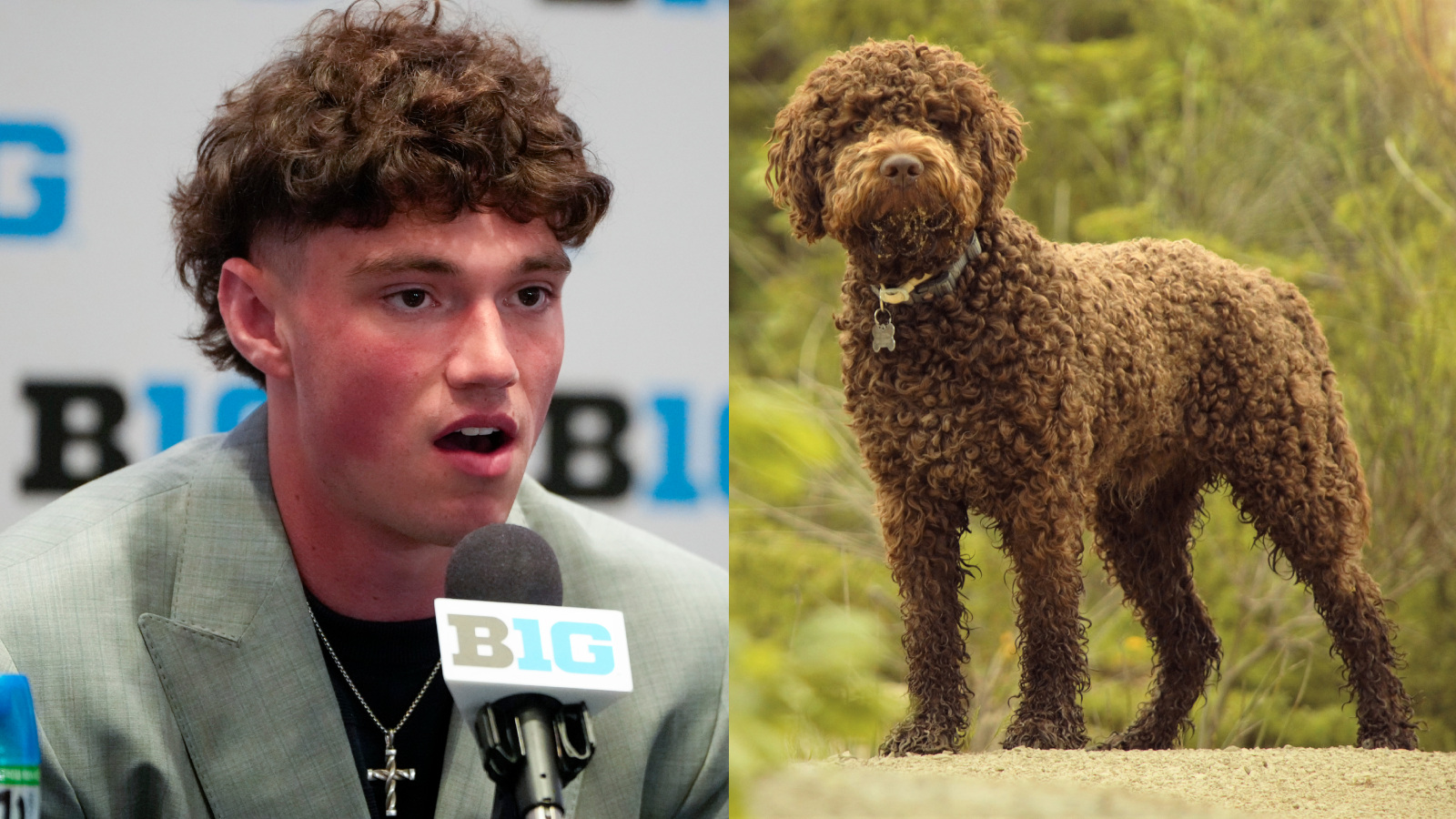 Penn State quarterback Drew Allar looks like a Lagotto Romagnolo dog breed