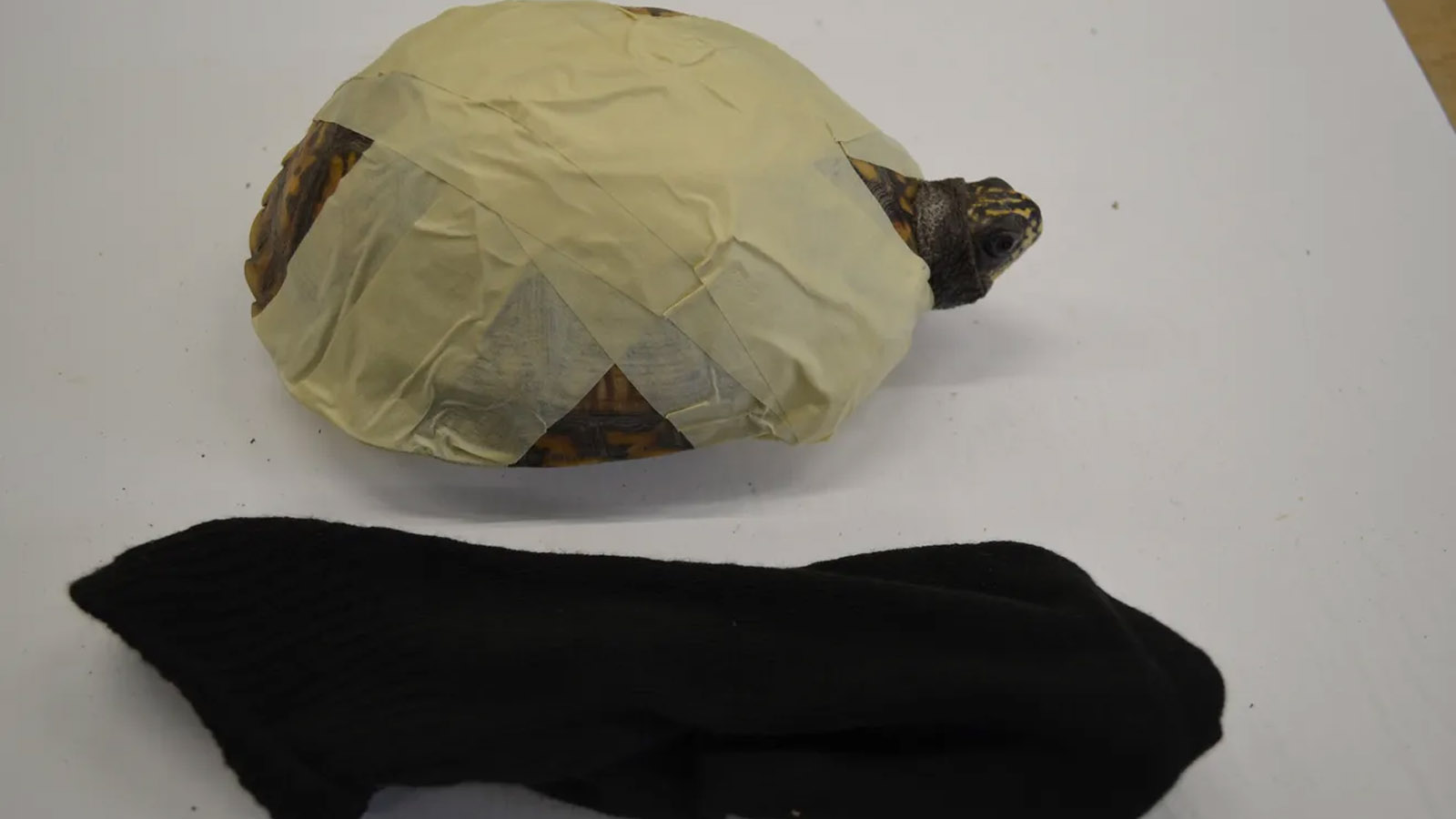 Smuggle Turtle Man Admits To Trying To Smuggle 850 Turtles Worth $1.4 Million