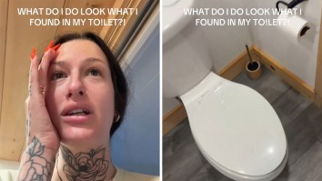 ‘If They’re Inside Your House You Have To Assume You’ve Been Bitten’: Montreal Woman Goes To The Bathroom. Then She Finds A Baby Bat In The Toilet