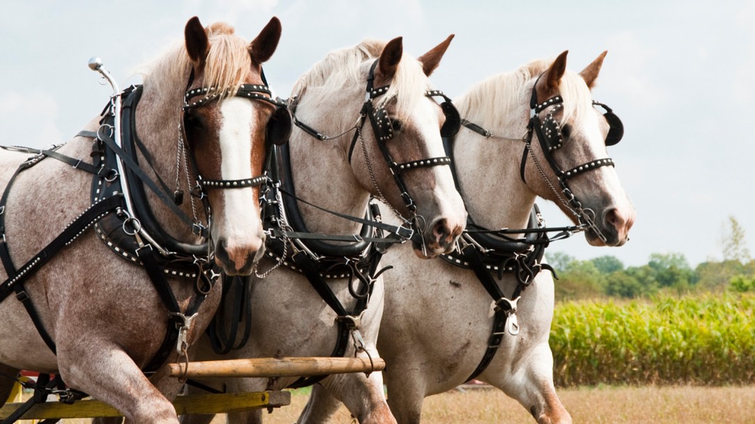 Viral Horse North Carolina Giant Massive