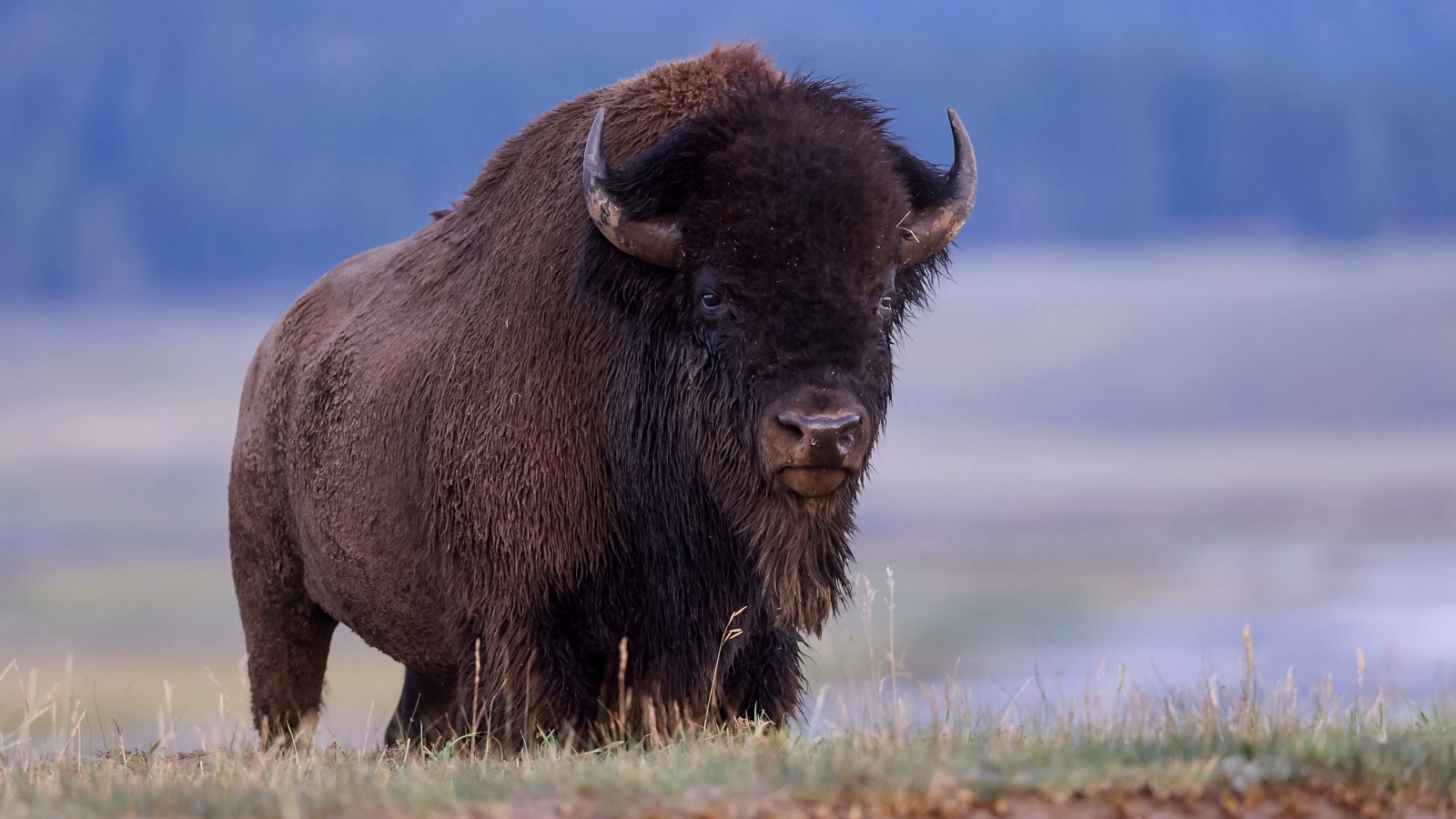Yellowstone Bison up close