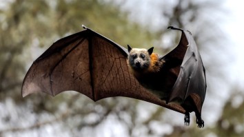 Australian Scientists Discover Potentially Dangerous, Previously Unknown Virus In Bats