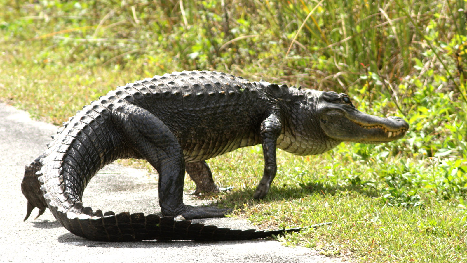 Drone Video Captures Cops Wrangling 6-Foot Alligator In Florida Woman’s Backyard